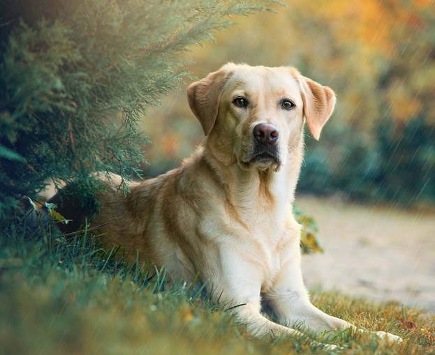 بهترین نژاد سگ برای افراد مسن - لابرادور رتریور