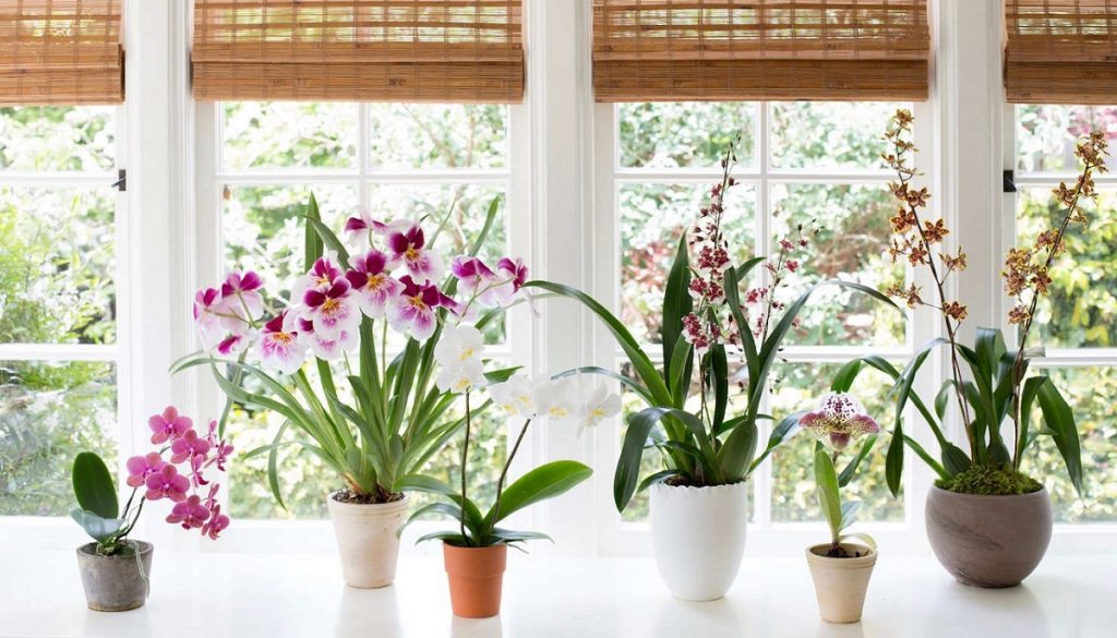 گیاهان آپارتمانی گلدار؛ انواع و روش نگهداری