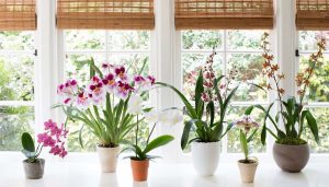 گیاهان آپارتمانی گلدار؛ انواع و روش نگهداری