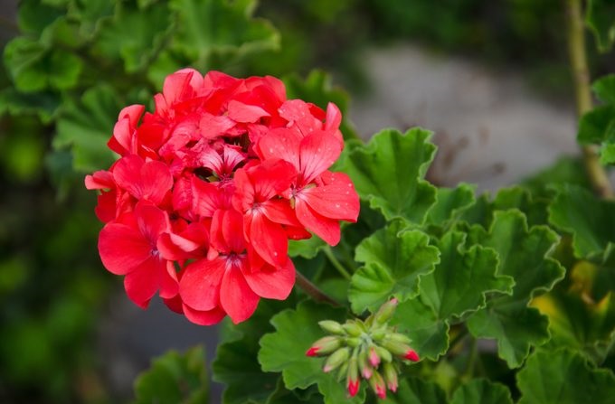 گیاهان آپارتمانی گلدار قرمز: شمعدانی