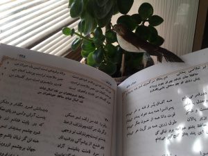 فال حافظ مرداد ماه 1401 برای متولدین همه ماههای سال