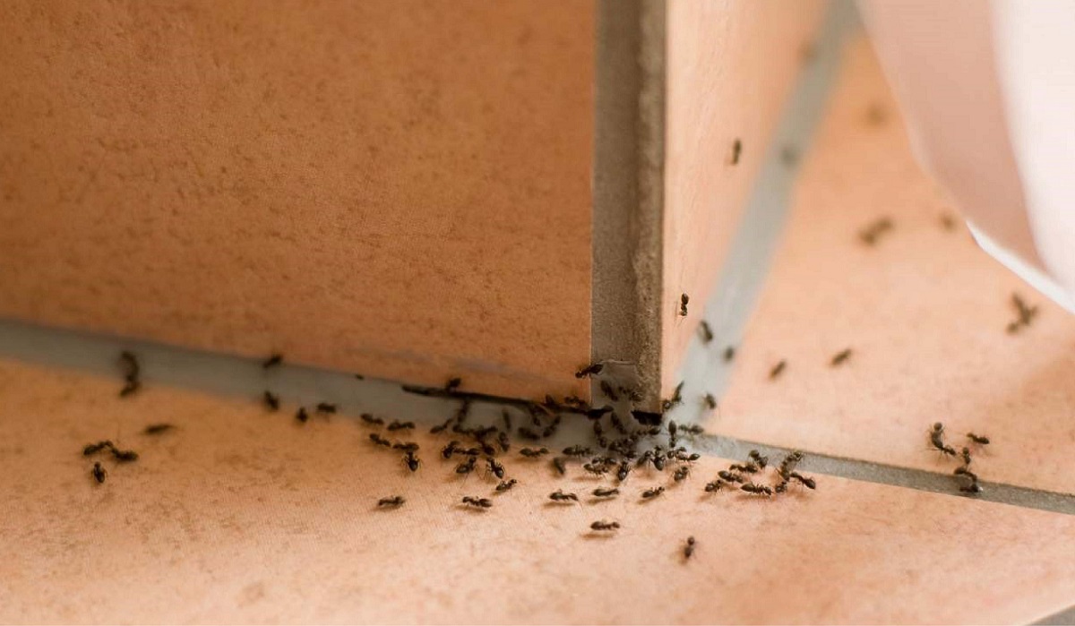 بودن مورچه در خانه نشانه چیست