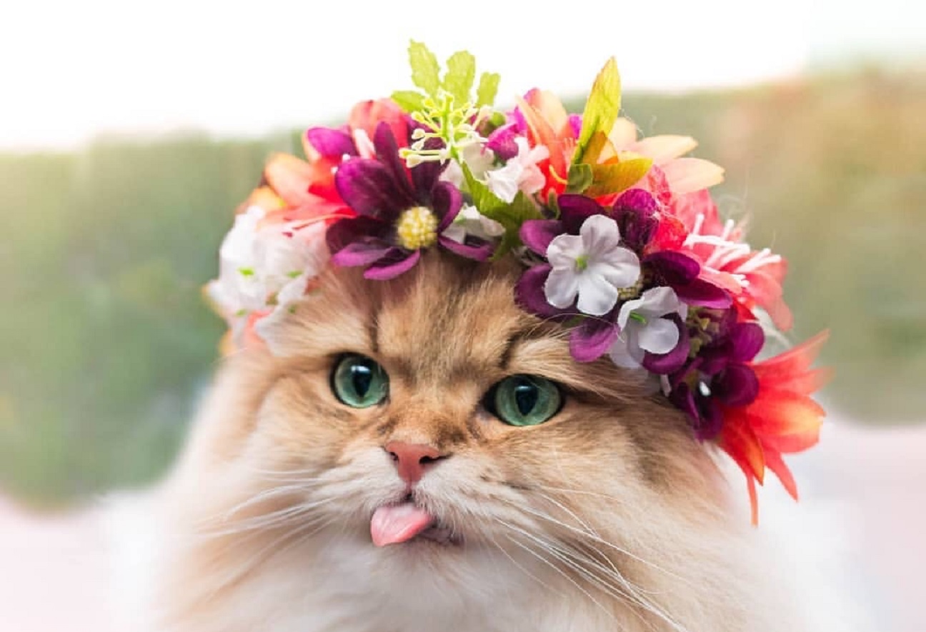چه گل هایی برای گربه ها ضرر دارد؟