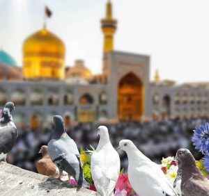 انشا در مورد اگر کبوتر حرم امام رضا بودم + انشا از زبان کبوتر حرم امام رضا