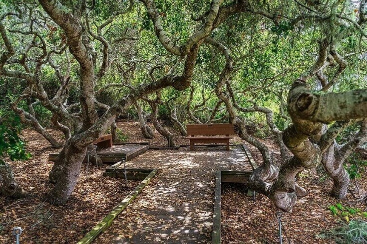 جنگل الفین، کالیفرنیا