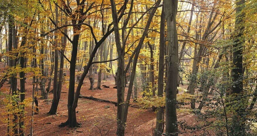 جنگل اپینگ، اسکس، انگلستان