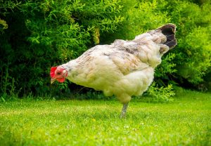 داستان ضرب المثل مرغش یک پا دارد (ریشه و معنی کنایی)