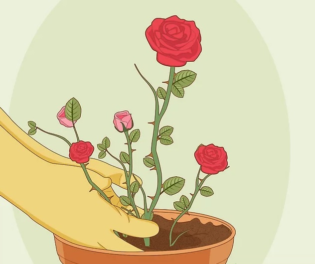 شرایط نگهداری از گل رز در گلدان