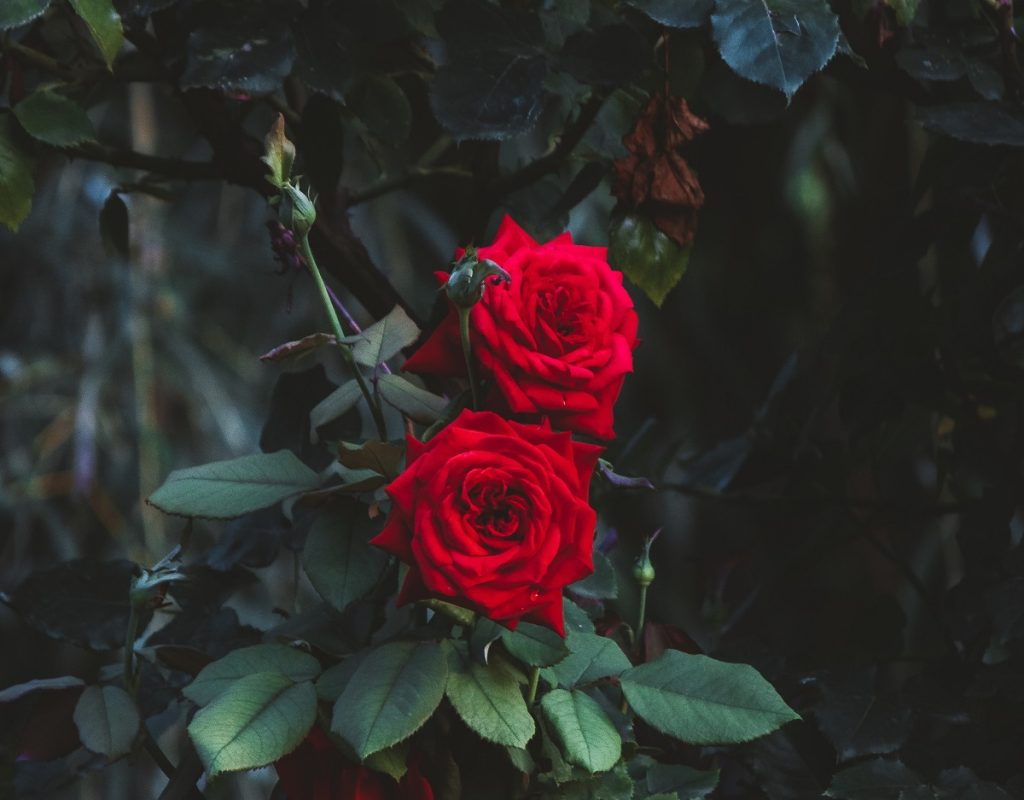 روش نگهداری از گل رز (در گلدان خانه و فضای باز و باغچه)