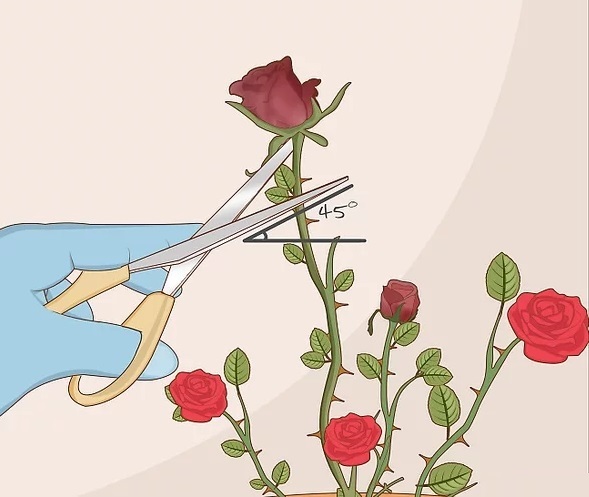گل رز را چگونه نگهداری کنیم در خانه