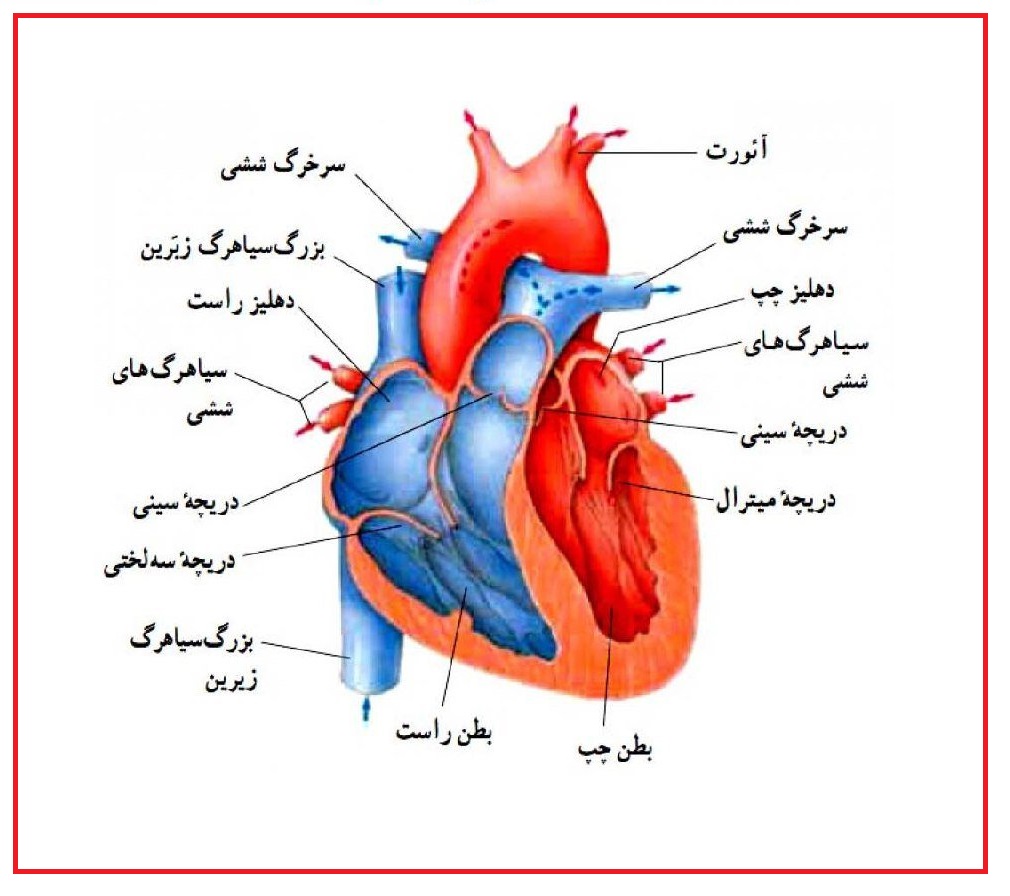 قلب انسان چگونه کار می کند ساختمان قلب