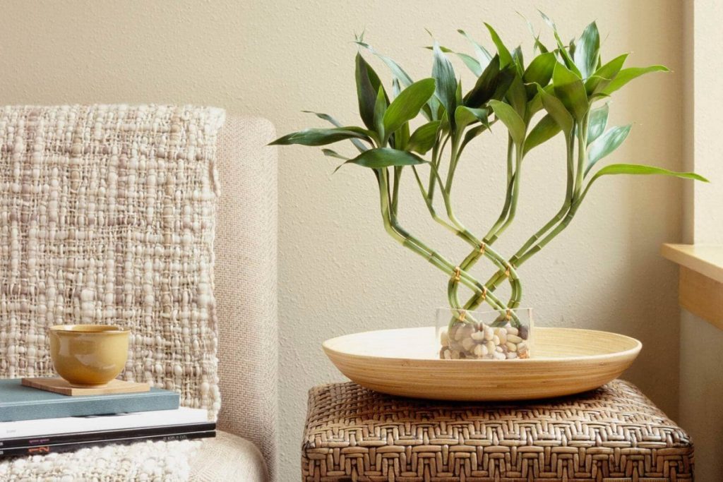 بامبو در فنگ شویی: فواید، تعداد و محل قرارگیری برای جذب شانس و ثروت