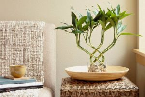 بامبو در فنگ شویی: فواید، تعداد و محل قرارگیری برای جذب شانس و ثروت