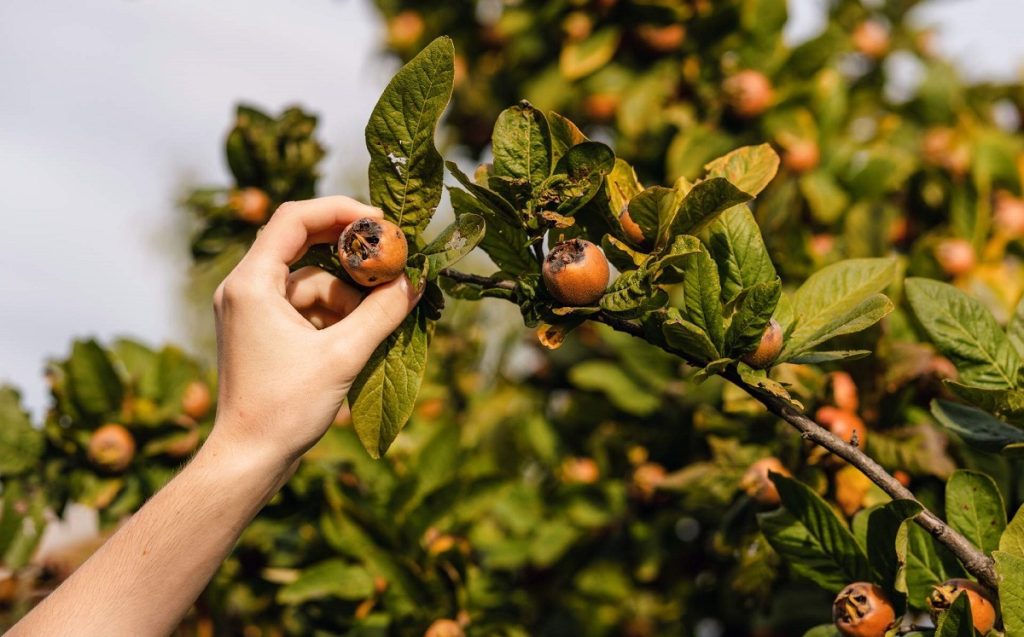 خواص ازگیل جنگلی: هر آنچه که باید در مورد این میوه عجیب بدانید