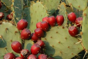 خواص میوه کاکتوس که شما را شگفت زده می کند + طریقه مصرف