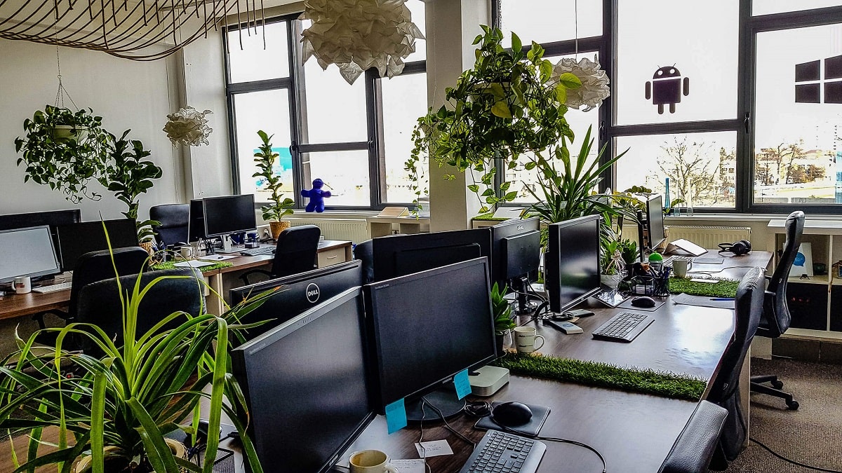 گل و گیاه مناسب دفتر و محل کار