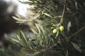 درخت نماد صلح چیست + علت نامگذاری