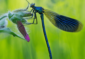 کدام حشره بیشترین طول عمر را دارد؟ 10 حشره با عمر زیاد