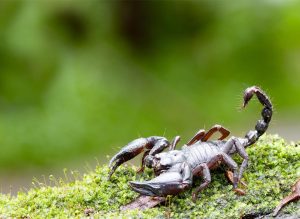 دشمن عقرب چه حیوانی است؟ عقرب از چه میترسد و فرار می کند؟