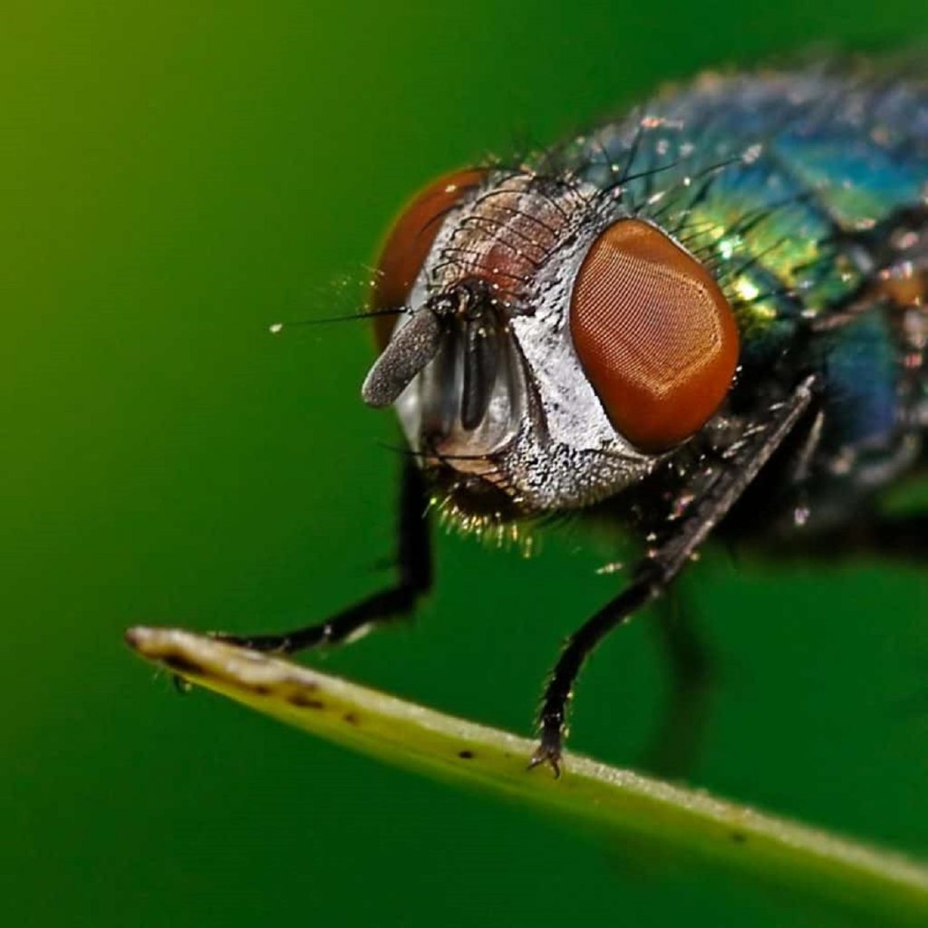 مگس از چه چیزی خوشش می آید؟ آیا فقط جذب کثیفی می شود؟