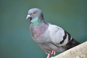 کبوتر از چی خوشش می آید؟ غذا، رنگ و کارهای مورد علاقه