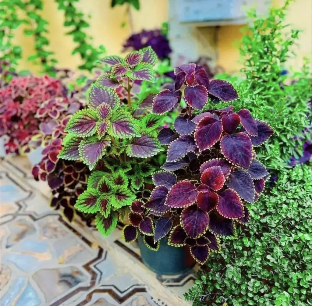 خواص گل حسن یوسف در خانه (فواید فنگ شویی و درمانی)