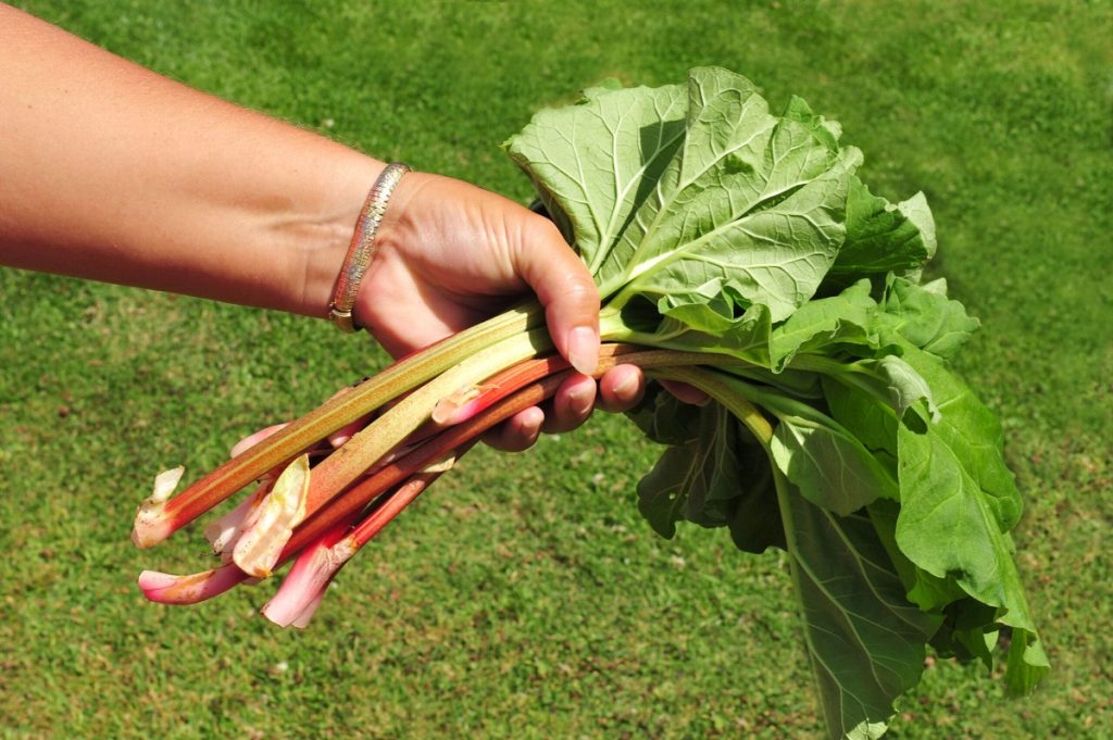 ریواس میوه است یا سبزی؟ ریواس را چگونه بخوریم؟