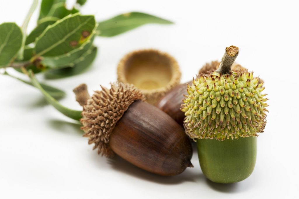 میوه درخت بلوط را چگونه بخوریم؟ 4 روش استفاده ساده