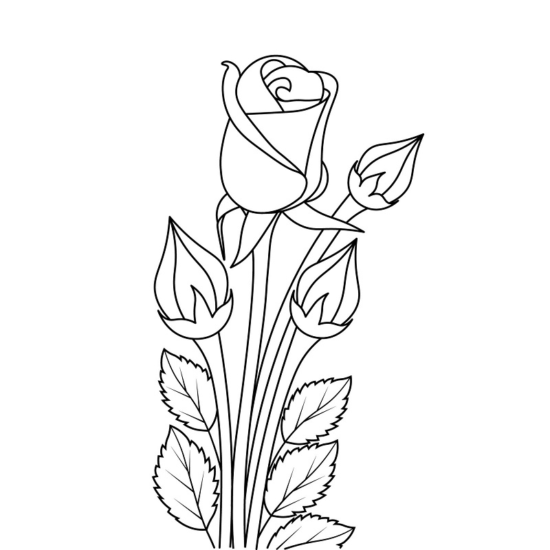 نقاشی گل رز