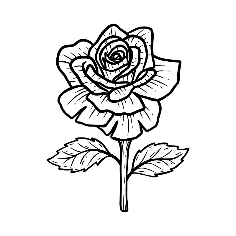 نقاشی گل رز