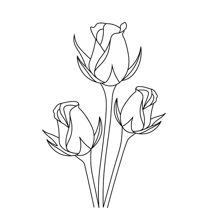 نقاشی گل رز
