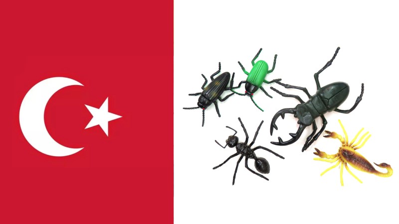 اسامی حشرات به زبان ترکی استانبولی