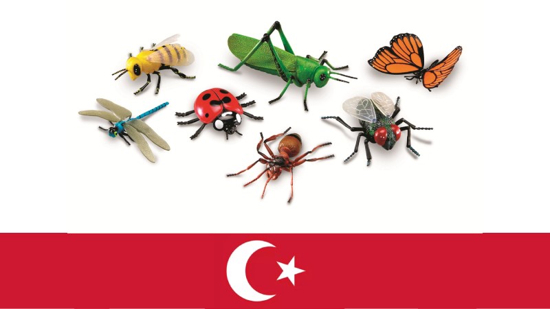 اسامی حشرات به زبان ترکی استانبولی 