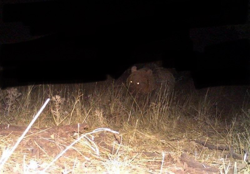 تصاویر حمله یک خرس به کندوهای عسل در کرج