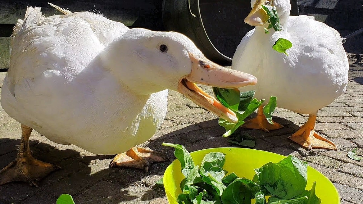 غذای اردک چیست