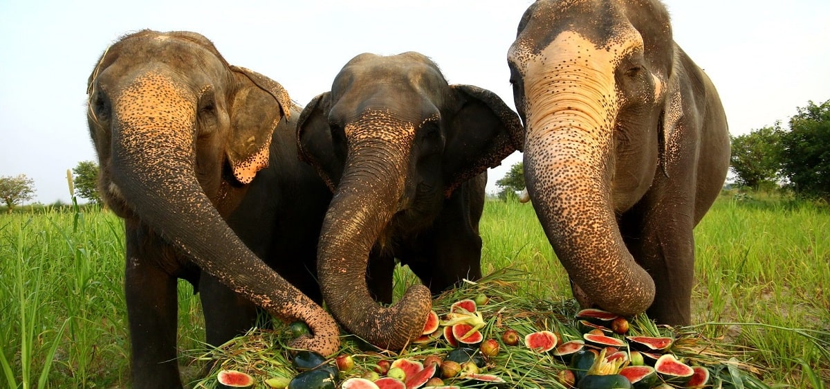فیل چه غذایی می خورد-