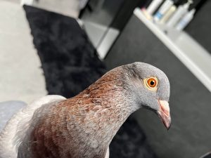 آیا کبوتر خوش یمن است؟ (نماد کبوتر)