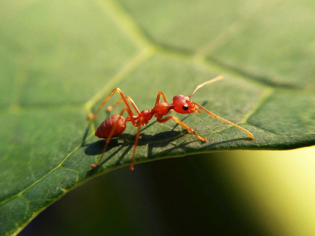 مورچه چقدر عمر می کند