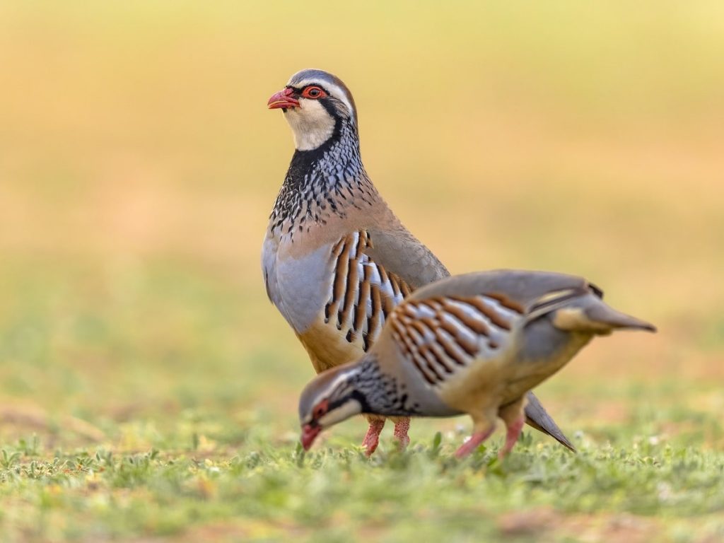 معنی ضرب المثل کلاغ خواست راه رفتن کبک را یاد بگیرد، راه رفتن خودش هم یادش رفت + داستان