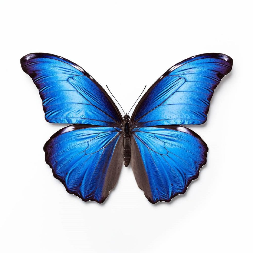 معنی ایموجی پروانه 🦋