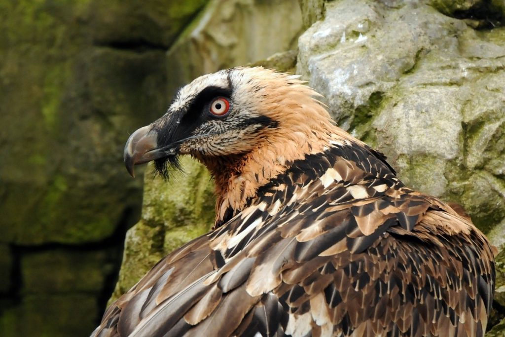 همای سعادت چه نوع پرنده ای است + عکس هایی از پرنده افسانه ای