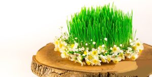 طرز تهیه سبزه گندم عید نوروز