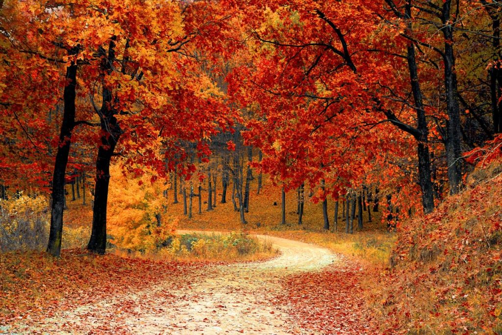شعرهای احساسی در مورد خزان